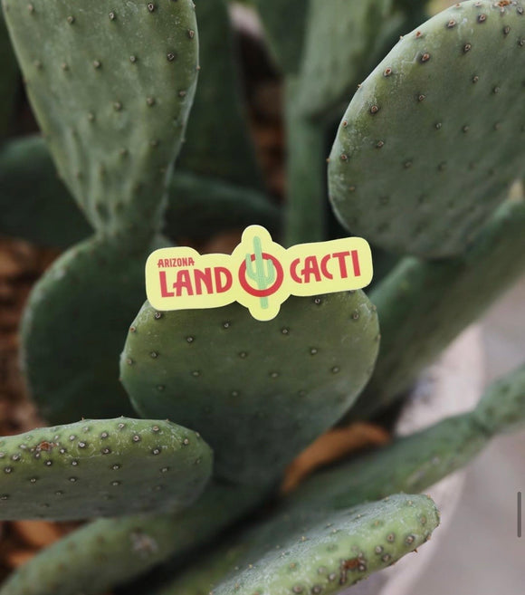 Land O Cacti